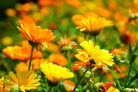 Calendula officinalis L.: la pianta amica della donna