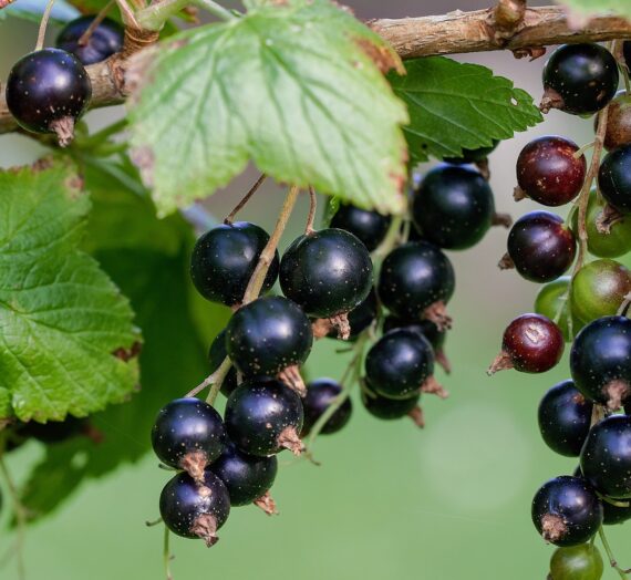 Ribes nigrum L. e allergie stagionali